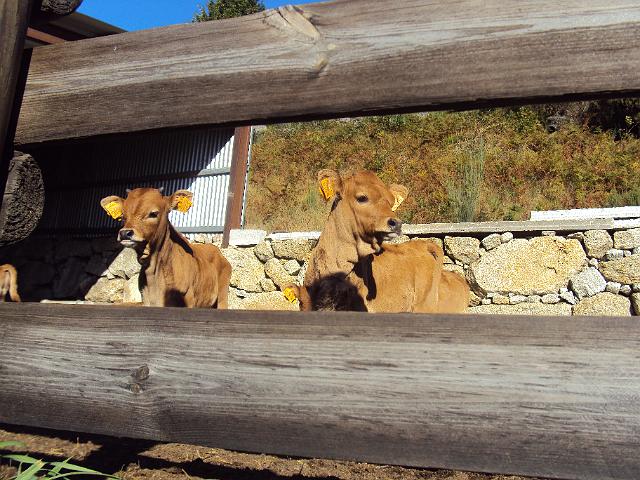 187- Que lindos (no prato).JPG